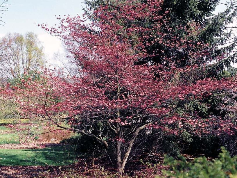 Cornus florida 'Cherokee Chief' - Cherokee Chief flowering dogwood