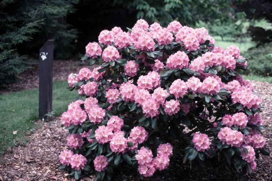 Rhododendron 'Scintillation' - Scintillation rhododendron