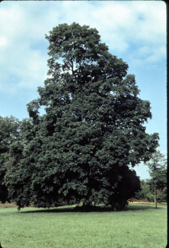 Acer saccharum subsp. nigrum - black maple