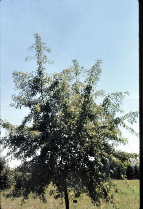 Acer saccharinum 'Beebe Cutleaf Weeping' - Beebe Cutleaf Weeping silver maple