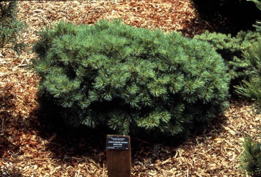 Pinus strobus 'Laird's Broom' - Laird's Broom eastern white pine