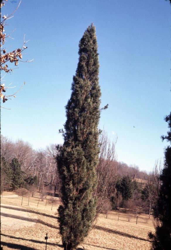 Pinus sylvestris 'Fastigiata' - columnar Scots pine, pyramidal Scots pine