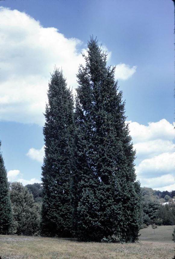 Pseudotsuga menziesii 'Fastigiata' - columnar Douglas-fir, pyramidal Douglas-fir