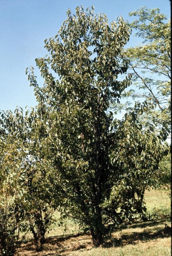 Pterostyrax corymbosus - shrubby epaulette-tree, little epaulette-tree