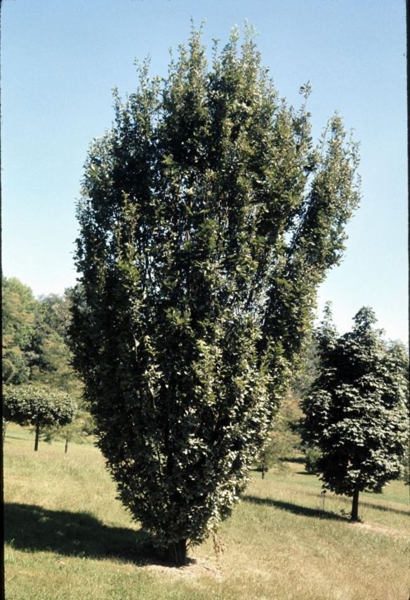 Quercus robur f. fastigiata - pyramidal English oak