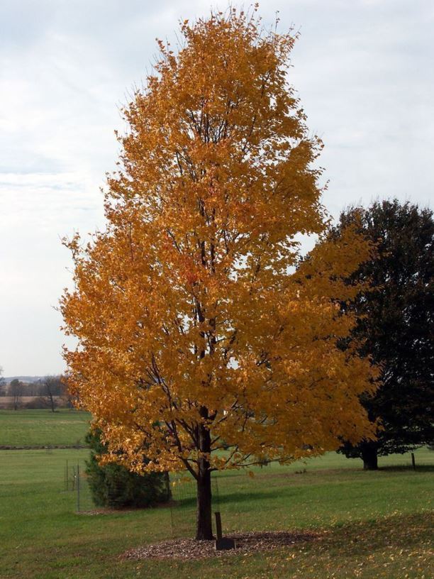 Acer rubrum - red maple