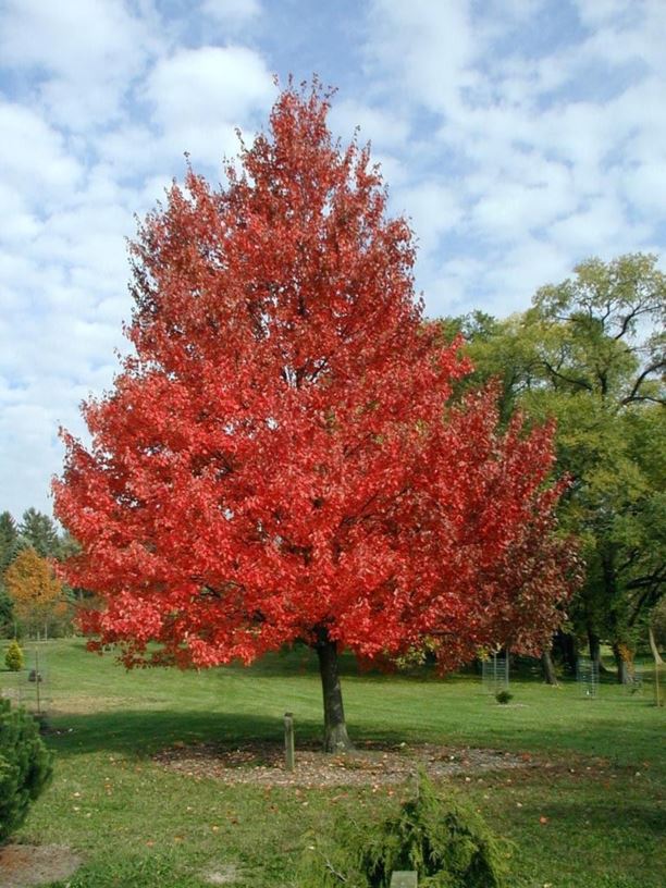 Acer rubrum 'Franksred' Red Sunset® - Red Sunset® red maple