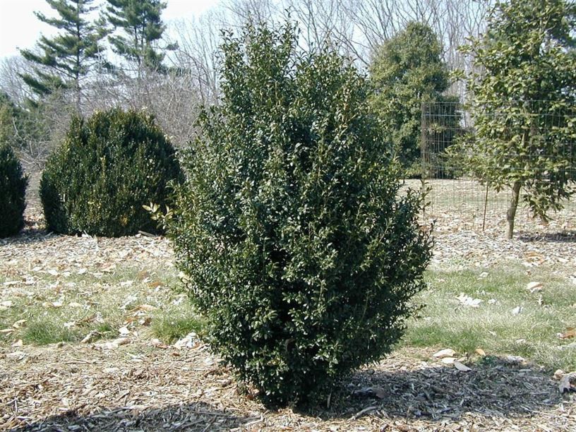 Buxus sempervirens 'Rochester' - Rochester common boxwood