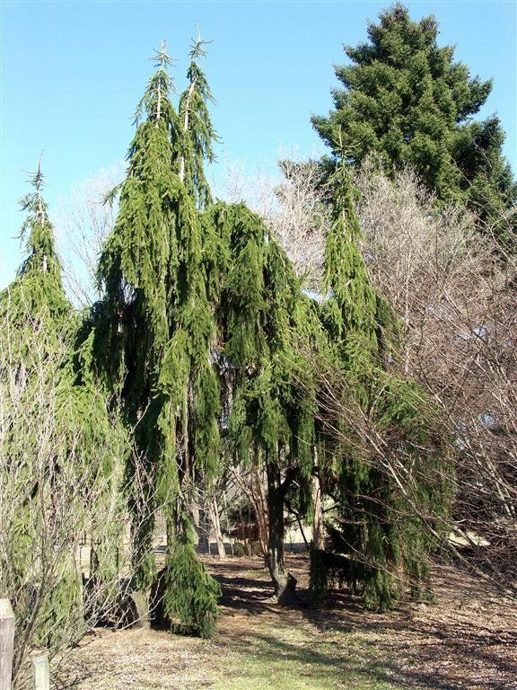 Picea abies 'Inversa' - drooping Norway spruce