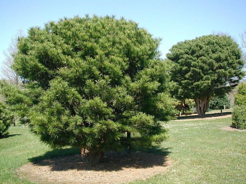 Pinus densiflora 'Globosa' - globe Japanese red pine