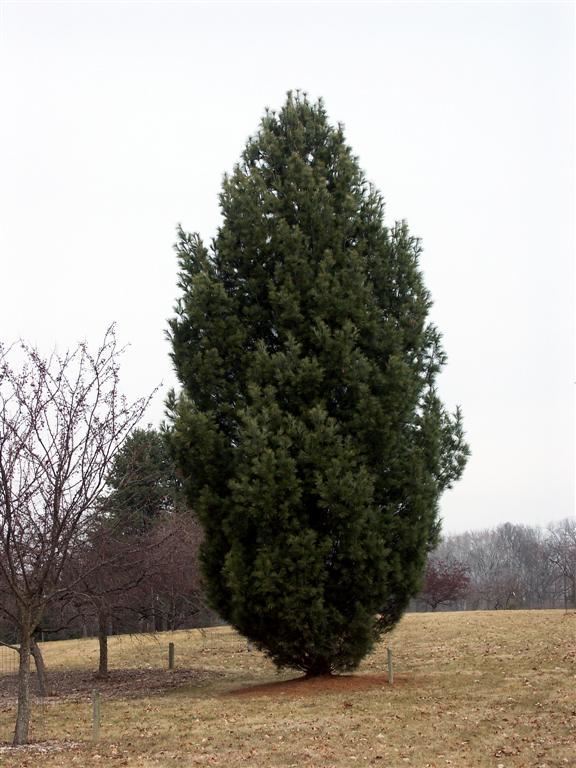 Pinus strobus 'Fastigiata' - columnar eastern white pine, pyramidal eastern white pine