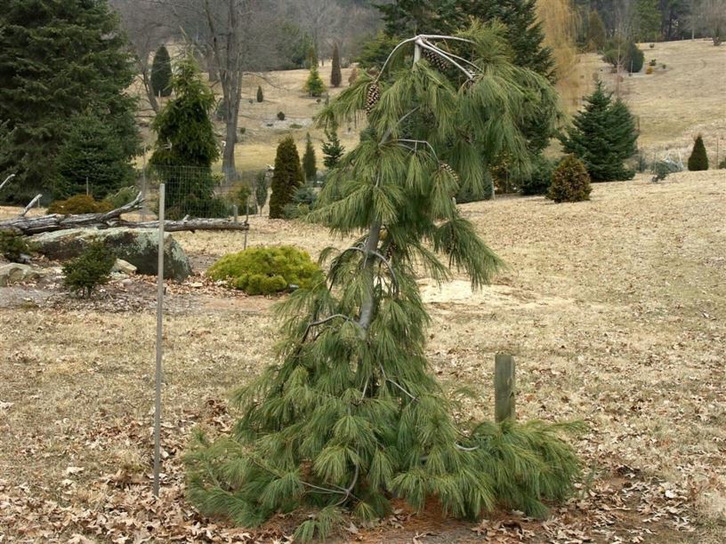 Pinus strobus 'Prostrata' - prostrate eastern white pine