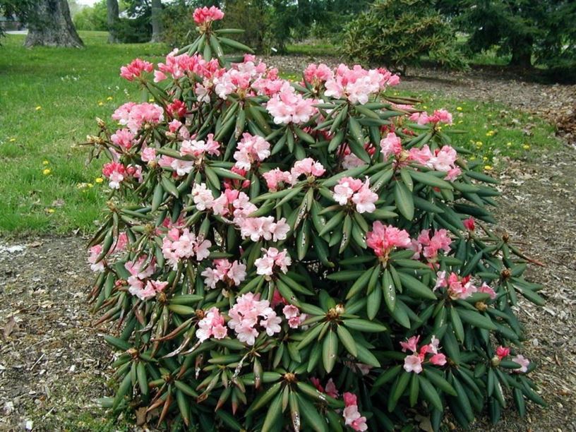 Rhododendron 'Rhodworks' - Rhodworks rhododendron