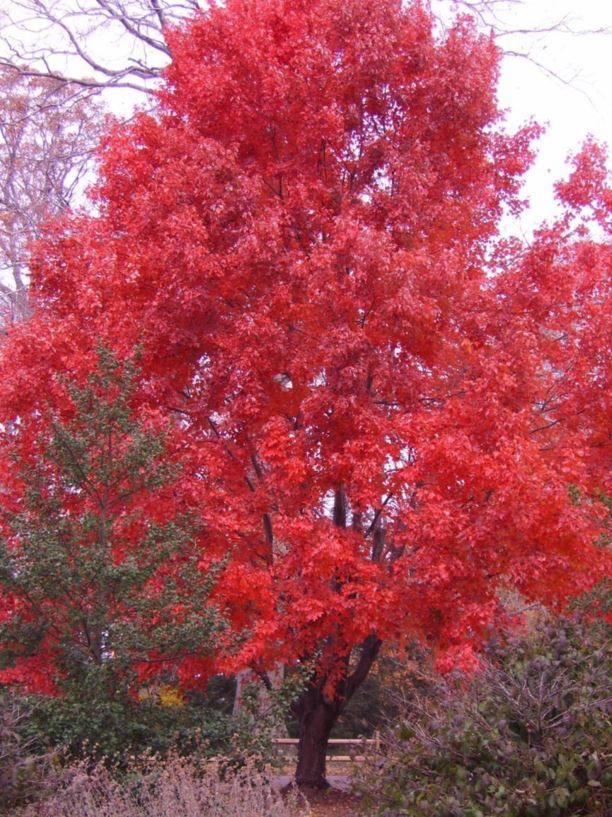 Acer rubrum 'PNI0268' October Glory® - October Glory® red maple