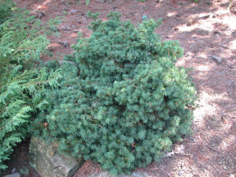 Picea abies 'Merkii' - Merk Norway spruce