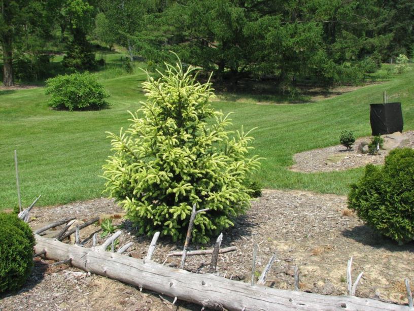 Picea glauca 'McConnell's Gold' - McConnell's Gold white spruce