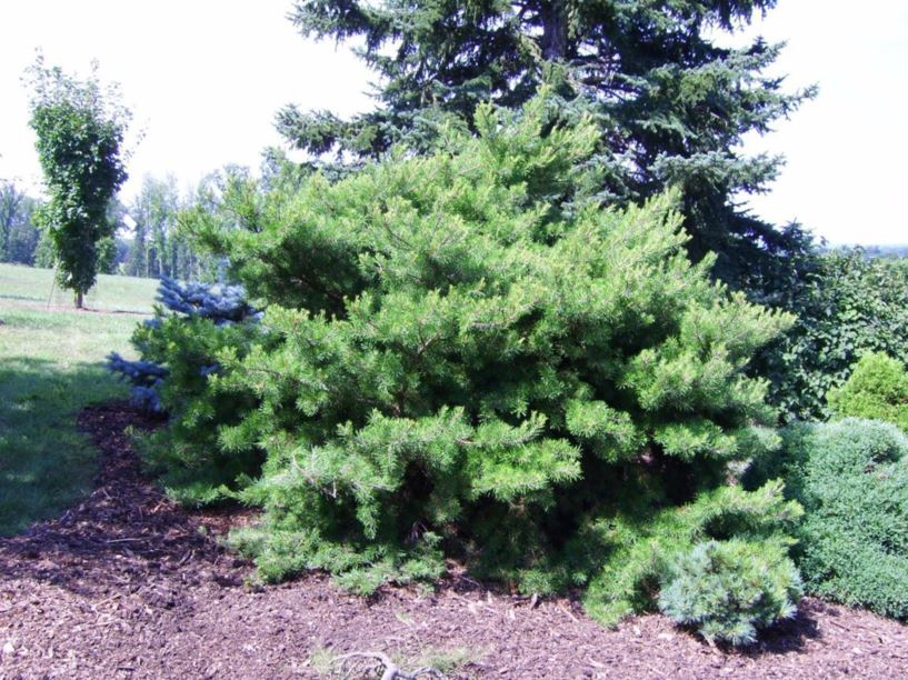 Pinus virginiana 'Bernie' - Bernie Virginia pine, Bernie scrub pine