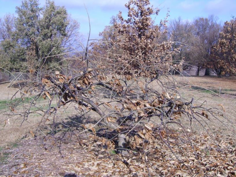 Castanea mollissima (Stupka selection) - Chinese chestnut [Stupka selection]