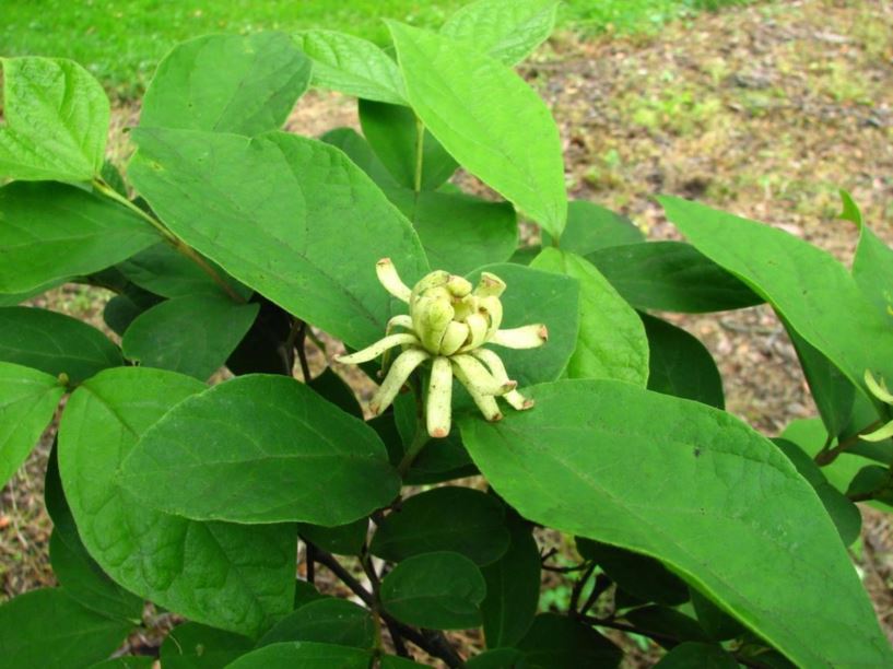 Calycanthus floridus 'Athens' - yellow-flower common sweetshrub, yellow-flower Carolina-allspice