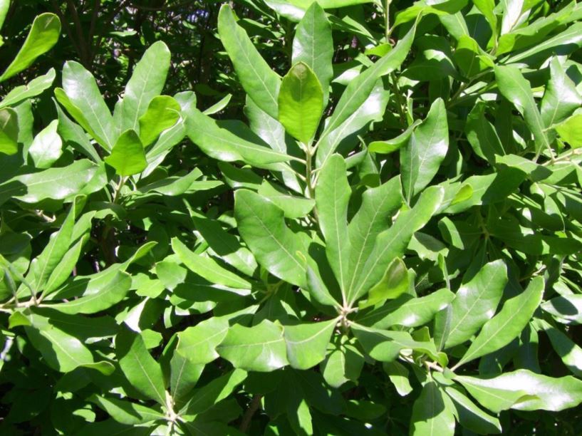 Myrica caroliniensis - evergreen bayberry