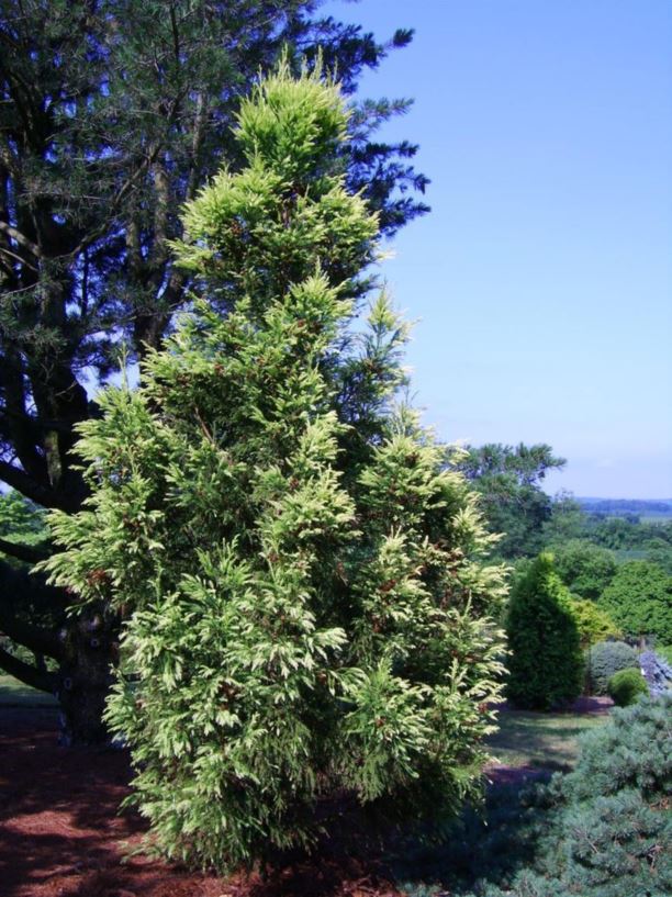Cryptomeria japonica 'Sekkan-sugi' - Sekkan Japanese-cedar, golden cryptomeria