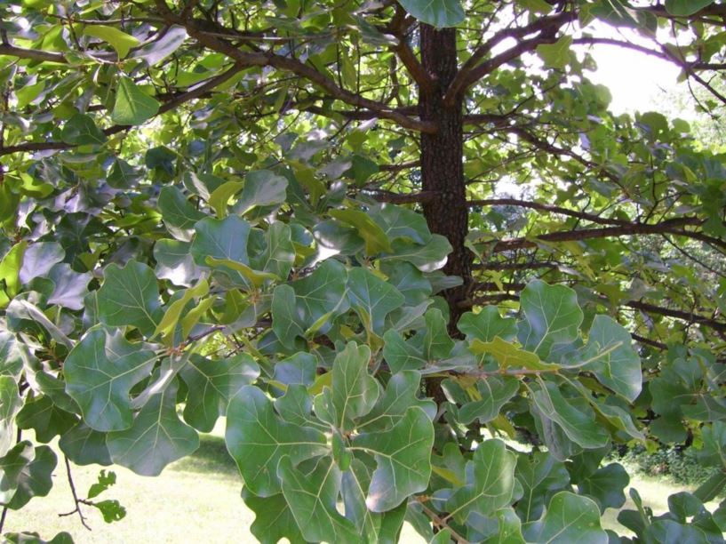 Quercus marilandica - blackjack oak