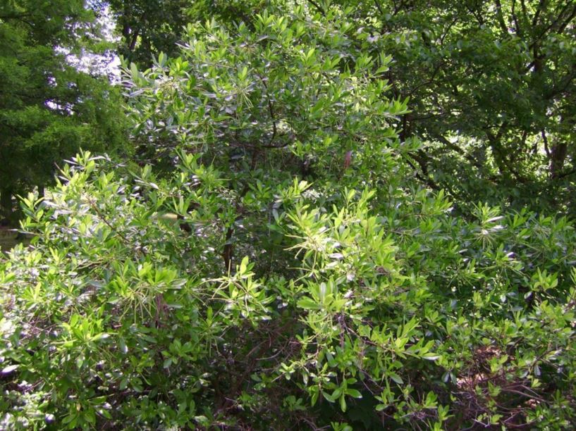 Cyrilla racemiflora - swamp cyrilla, titi