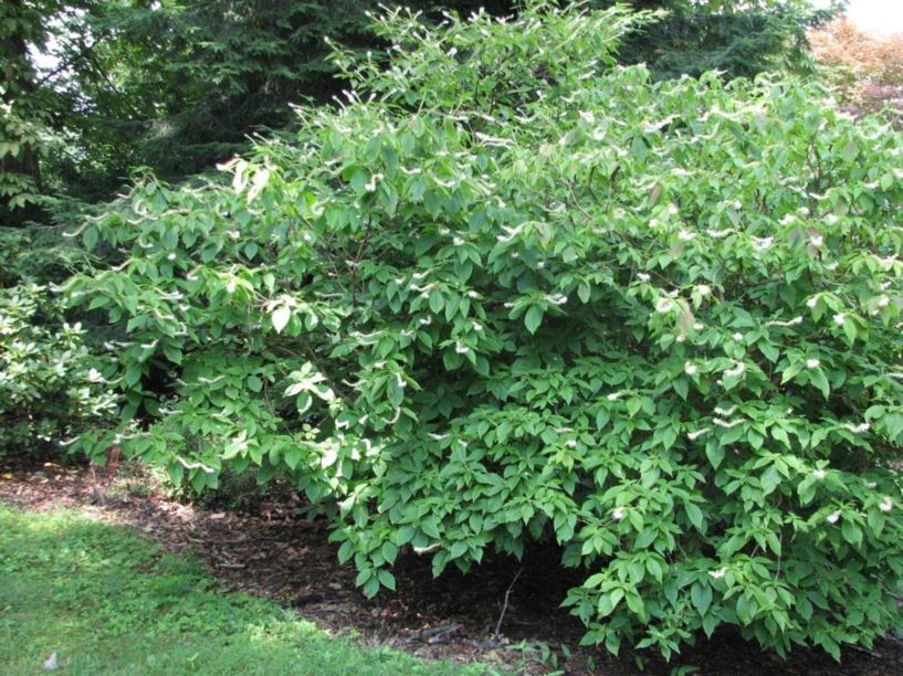 Clethra acuminata - cinnamon clethra, mountain sweet pepperbush