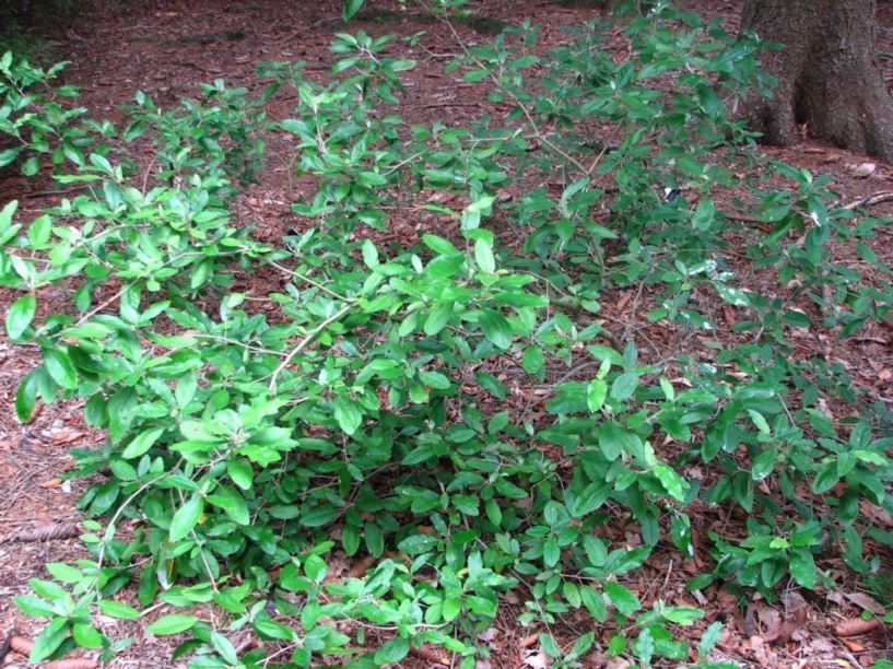 Croton alabamensis - Alabama croton