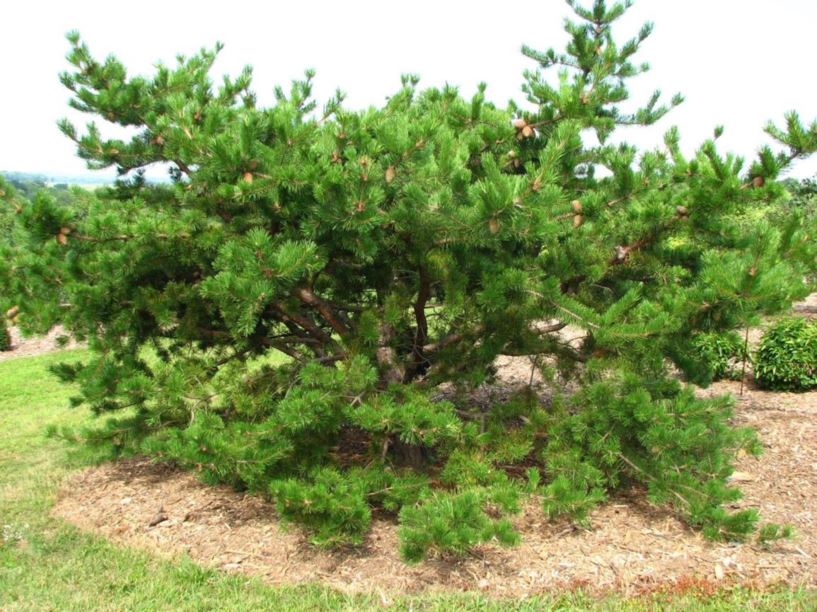 Pinus pungens - table mountain pine, prickly pine