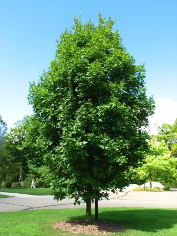 Acer saccharum (Caddo) - Caddo sugar maple