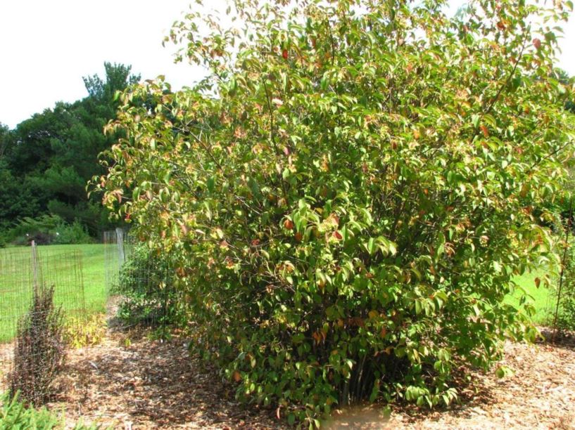 Viburnum lentago - nannyberry viburnum, sheepberry