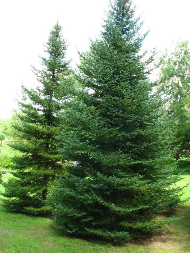 Abies balsamea var. phanerolepis - bracted balsam fir, Canaan fir