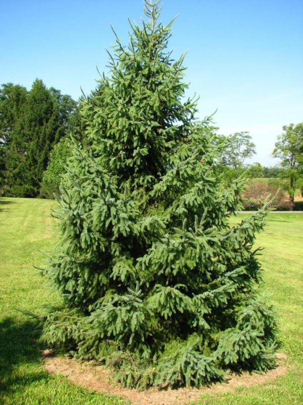 Picea mariana - black spruce