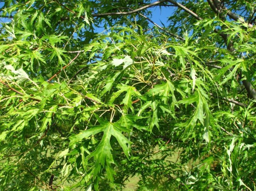 Acer saccharinum 'Born's Gracious' - Born's Gracious silver maple