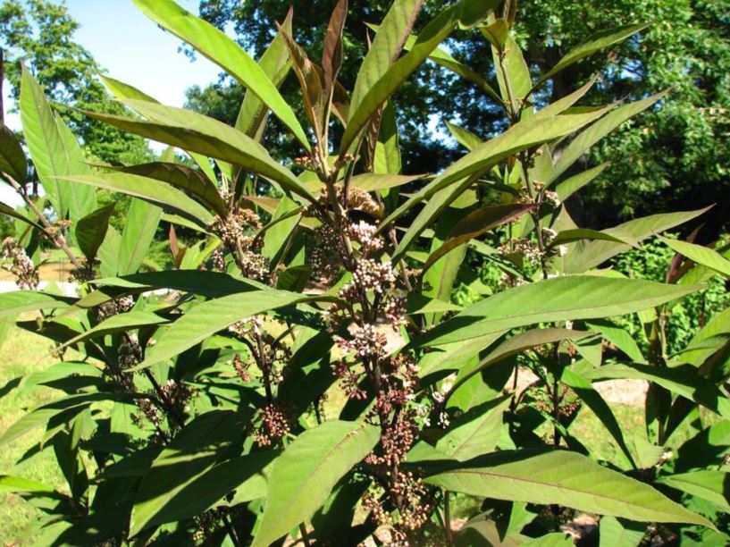 Callicarpa kwangtungensis - Kwangtung beautyberry