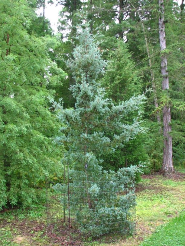 Chamaecyparis thyoides 'Blue Sport' - Blue Sport Atlantic white-cedar false cypress