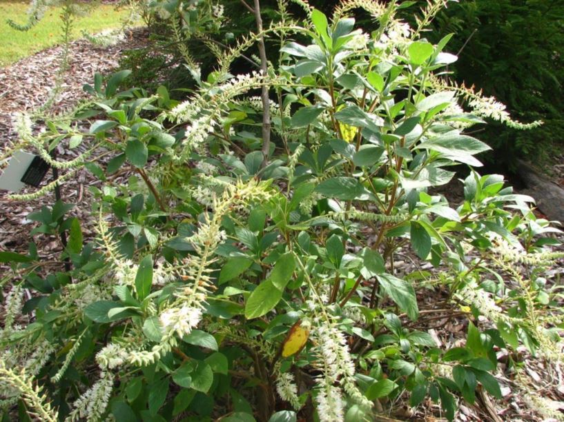 Clethra alnifolia var. tomentosa 'Cottondale' - Cottondale woolly summersweet clethra, Cottondale woolly sweet pepperbush