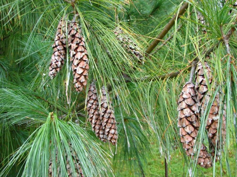 Pinus wallichiana - Himalayan white pine, Himalayan blue pine