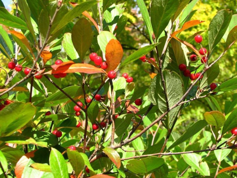 Aronia arbutifolia - red chokeberry