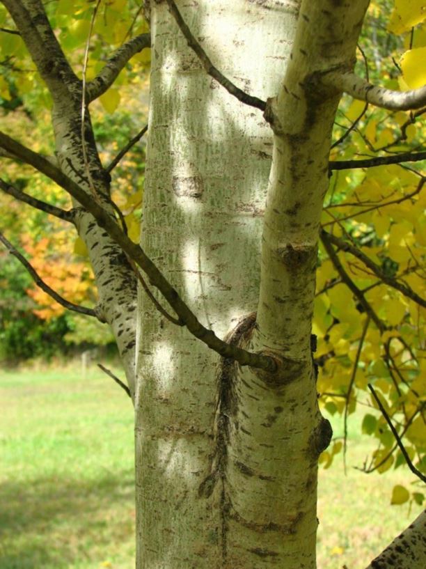 Populus tremuloides - quaking aspen, trembling aspen, American aspen