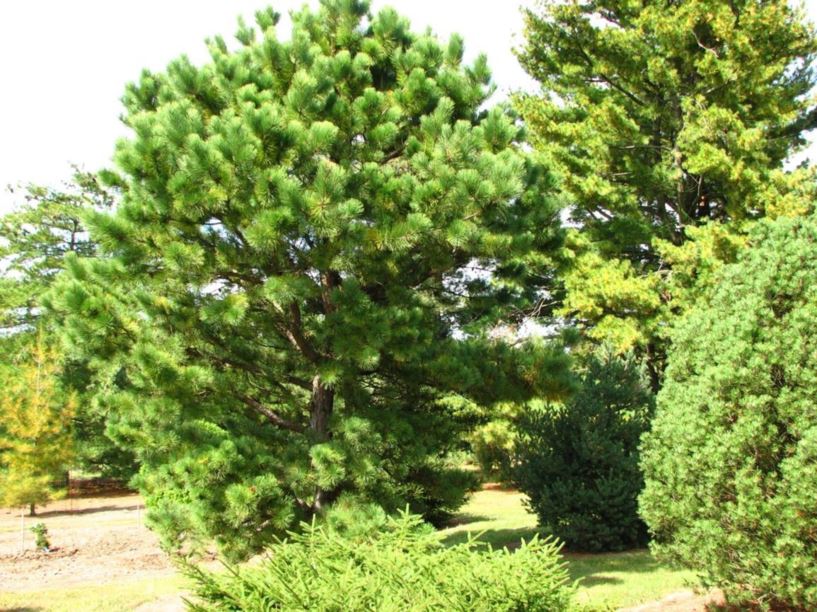 Pinus rigida 'Sherman Eddy' - Sherman Eddy pitch pine