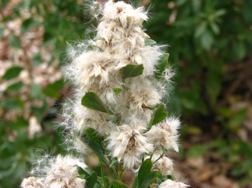 Baccharis halimifolia - groundsel-bush, eastern baccharis