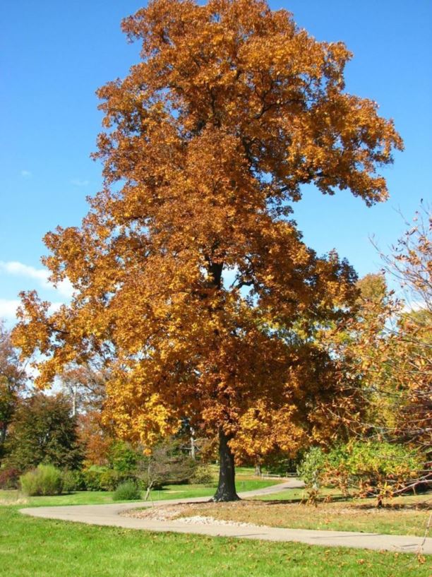 Carya ovata - shagbark hickory