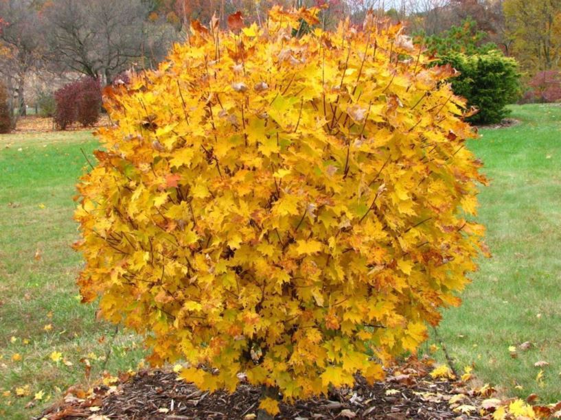 Acer saccharum 'Globosum' - globe sugar maple