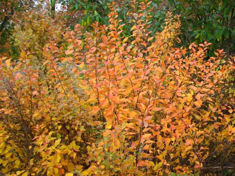 Physocarpus opulifolius var. intermedius - Illinois common ninebark