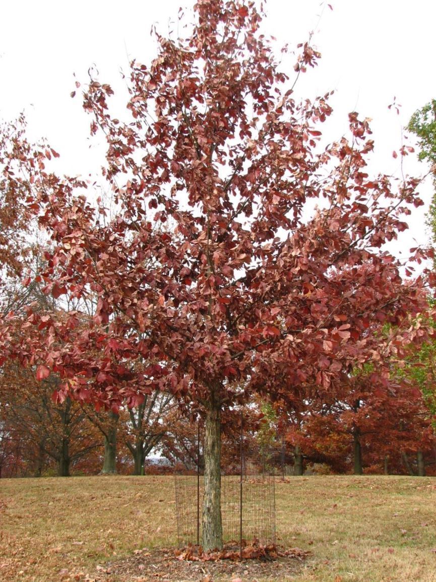 Quercus michauxii - swamp chestnut oak, basket oak