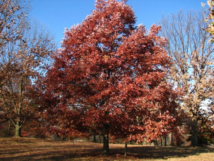Quercus alba - white oak