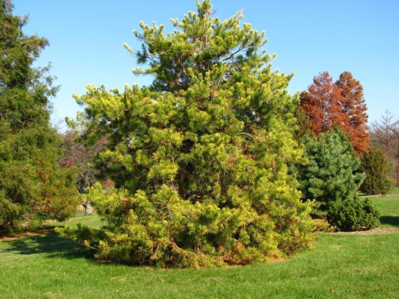 Pinus virginiana 'Wate's Golden' - Wate's Golden Virginia pine, Wate's Golden scrub pine