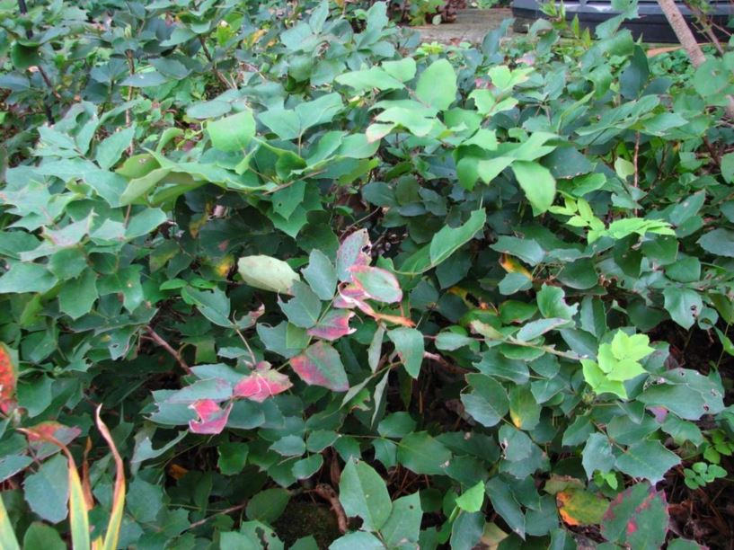 Mahonia aquifolium - Oregon-grape, Oregon hollygrape